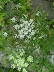 Aethusa