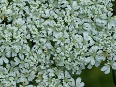 Aethusa