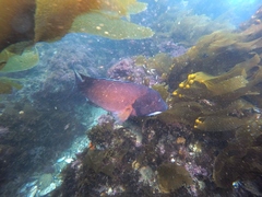 Bodianus pulcher