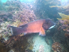 Bodianus pulcher