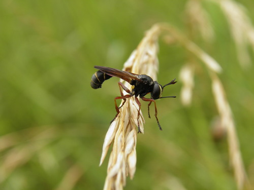 Physocephala rufipes