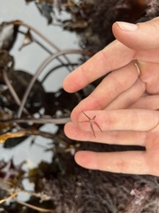 Ophiactoidea