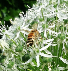 Apis mellifera