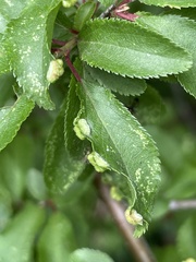Eriophyes similis