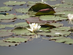 Nymphaea alba