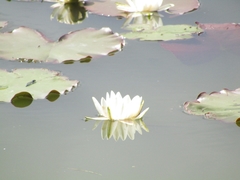Nymphaea alba