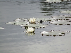 Nymphaea alba