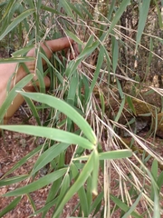 Chusquea septentrionalis