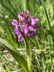 Dactylorhiza incarnata cruenta
