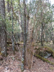 Chusquea septentrionalis