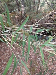 Chusquea septentrionalis