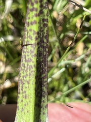 Dactylorhiza incarnata cruenta