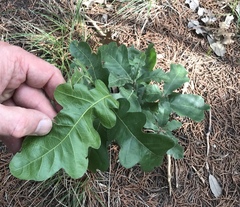 Quercus sinuata breviloba