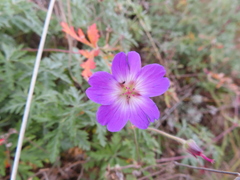 Geranium robustum