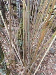 Chusquea septentrionalis