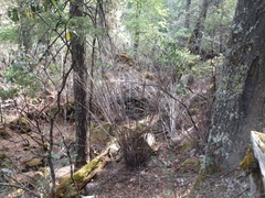 Chusquea septentrionalis