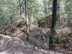 Chusquea septentrionalis