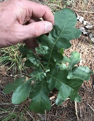 Quercus sinuata breviloba