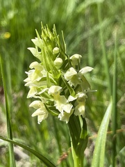 Dactylorhiza incarnata ochroleuca
