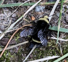 Bombus vandykei