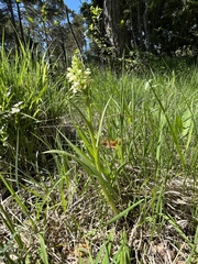 Dactylorhiza incarnata ochroleuca
