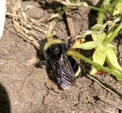 Bombus vandykei