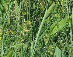 Alopecurus arundinaceus