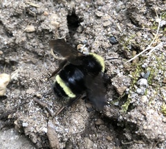 Bombus vandykei