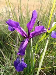 Iris reichenbachiana
