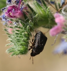 Psacasta tuberculata