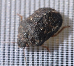Psacasta tuberculata