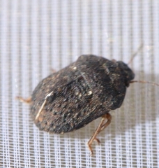 Psacasta tuberculata