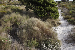 Pseudopentameris macrantha