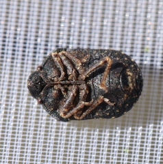 Psacasta tuberculata