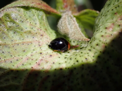 Exochomus nigripennis