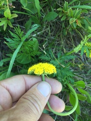 Cymopterus lemmonii