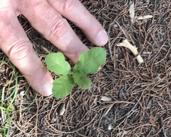 Quercus sinuata breviloba