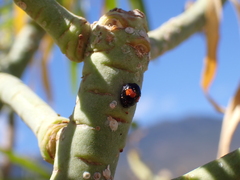 Chilocorus canariensis