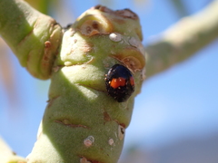 Chilocorus canariensis