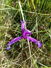 Iris reichenbachiana