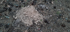 Talpa europaea