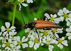 Pedostrangalia pubescens