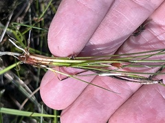 Eleocharis quinqueflora