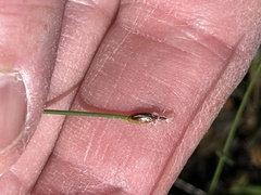 Eleocharis quinqueflora
