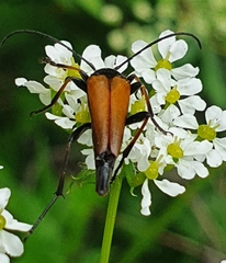 Pedostrangalia pubescens