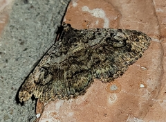 Toxonprucha repentis