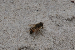 Eristalis tenax