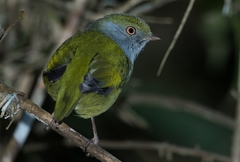 Ilicura militaris
