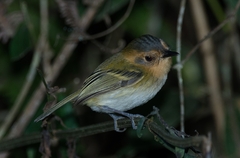 Poecilotriccus plumbeiceps