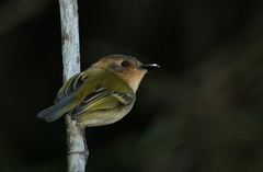 Poecilotriccus plumbeiceps